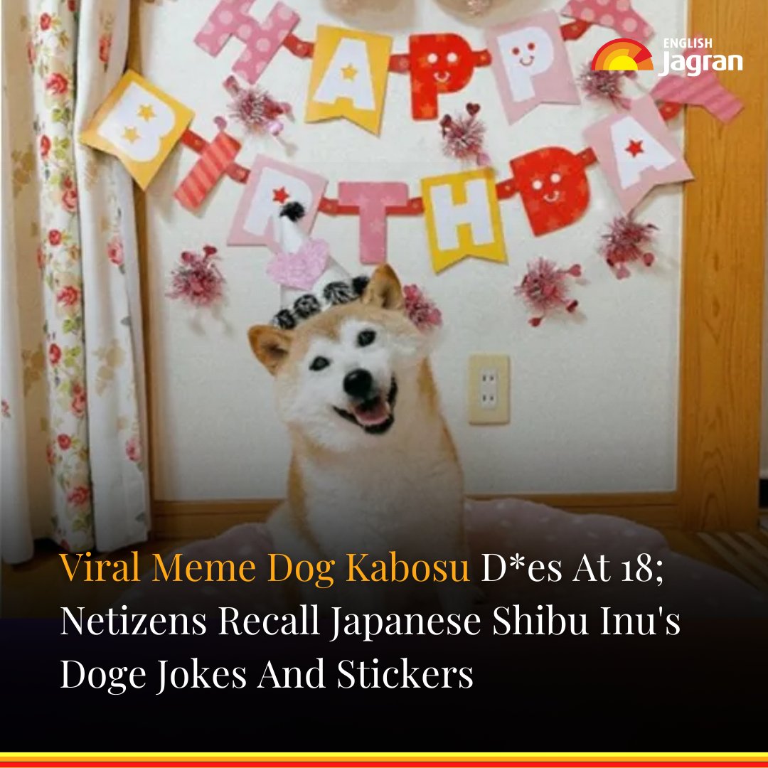 #KabosuDoge D*ath: Leaving fans with heavy hearts, the adorably popular meme dog, Kabosu, passed away at the age of 18. As soon as the sad news broke out, the internet began to witness a flood of emotional goodbyes from fans. Read More: tinyurl.com/2ah6yyxh #MemeDog