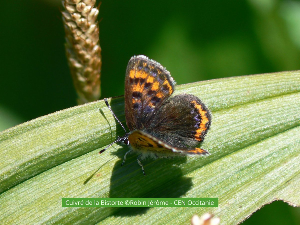 🦋La #fetedelanature = la préoccupation quotidienne des hydrauliciens qui en prennent ⛑️soin !
Avec le @CENOccitanie, 10 ans déjà de 🤝collaboration pour la prise en compte de la 🌿biodiversité et des 🏞️habitats exceptionnels autour de nos installations 🫶 lc.cx/6CFPTV