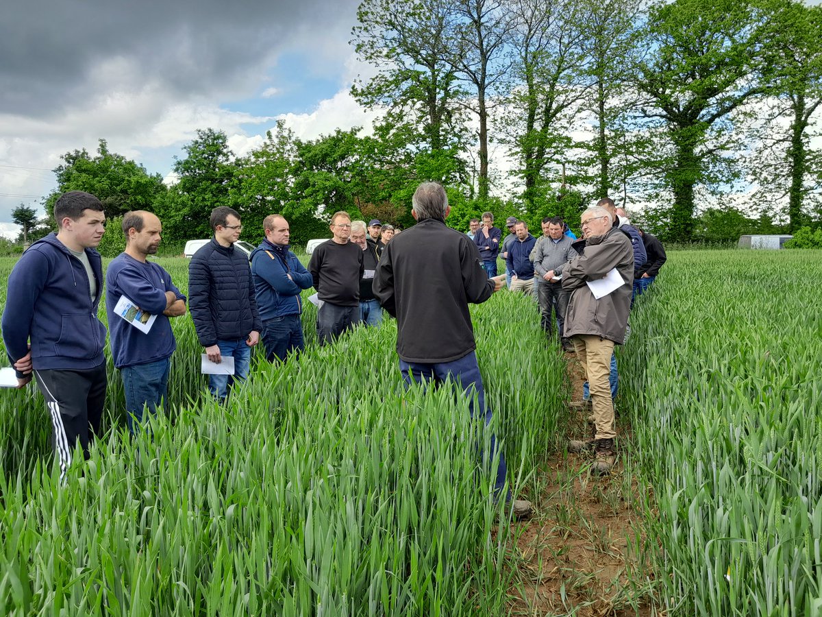 Visite d'une vitrine 🌾 avec les agriculteurs du centre 29 sous le ☀️.
Au programme: 
- la génétique, 1er levier pour la baisse des fongicides 
- graminées résistantes, comment limiter leur impact 
Une après-midi riche en discussions 👍 
<a href="/EuredenGroup/">Eureden</a> #ceuxquifontlesessais