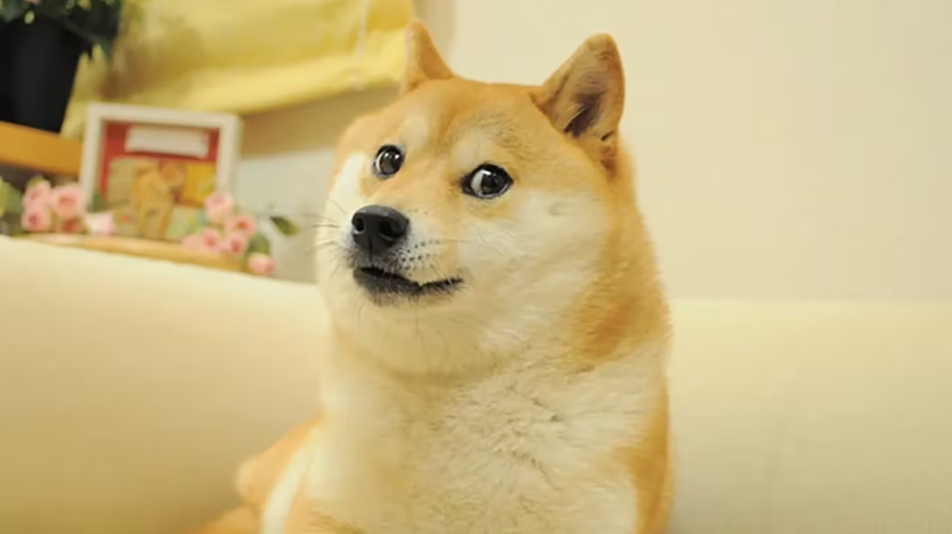 dogwifstool's tweet photo. Kabosu, the original #doge shiba inu has passed away. Our hearfelt condolences to his family and everyone who loved him. #shibainu #meme #dogecoin #memelife #dogs #shiba https://t.co/m7iePFjhyc