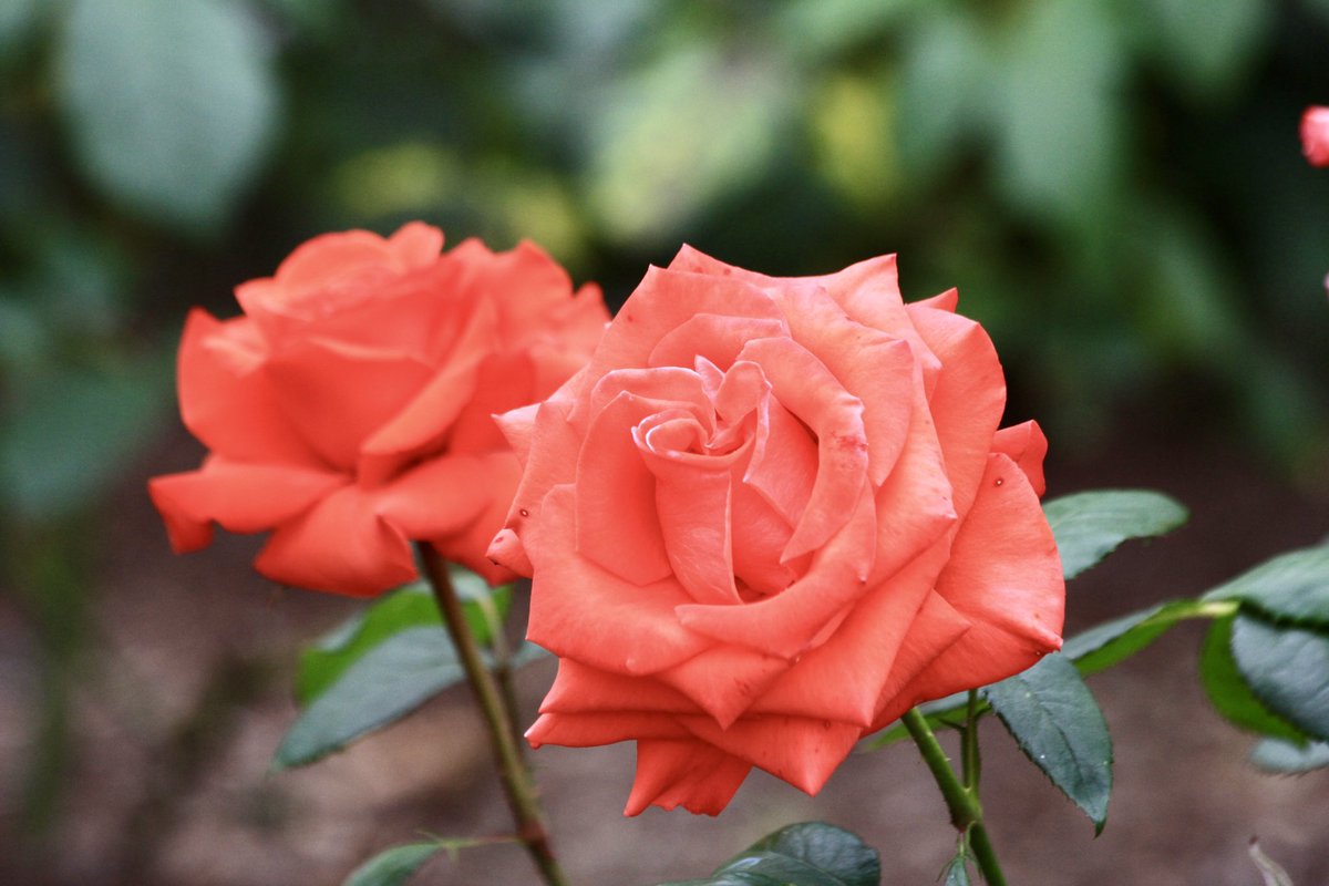 こんばんは😌 皆さま1週間お疲れ様でした♪ #photography #TLを花でいっぱいにしよう #薔薇