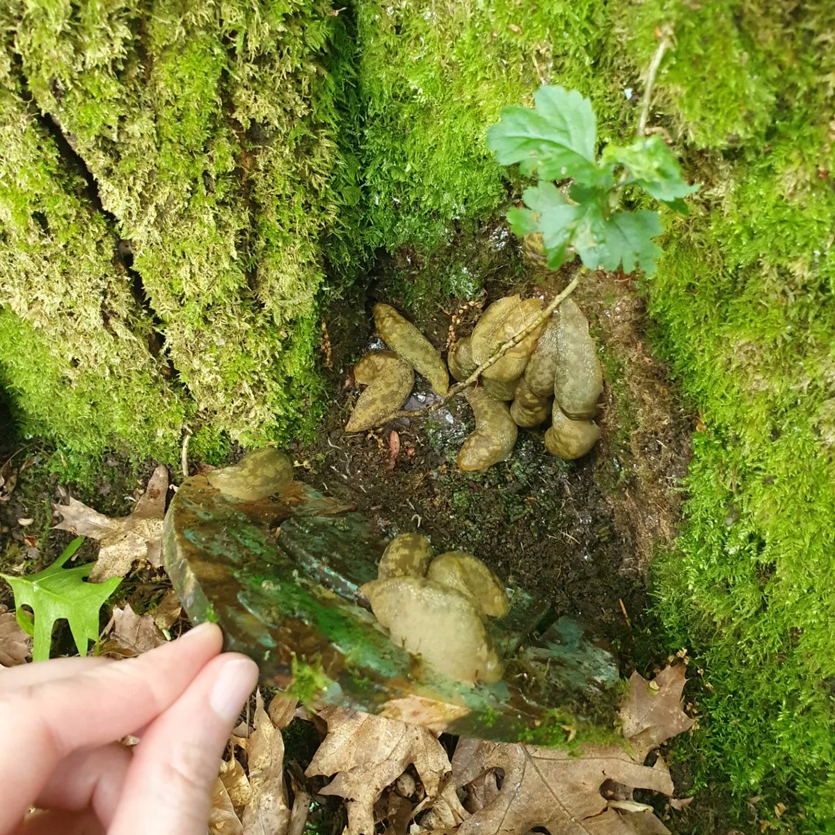 jojolw's tweet photo. What's behind the fairy door children?

.......

......

.......

Slugs......many many slugs
#parenting #outdoors https://t.co/ATGhO19wWN