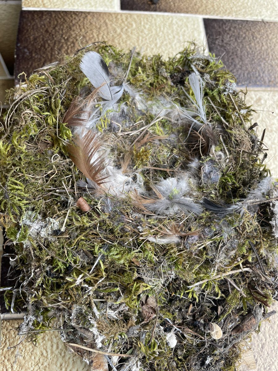 Fliegt ihr kleinen Racker. Wir sehen uns nächstes Jahr wieder.