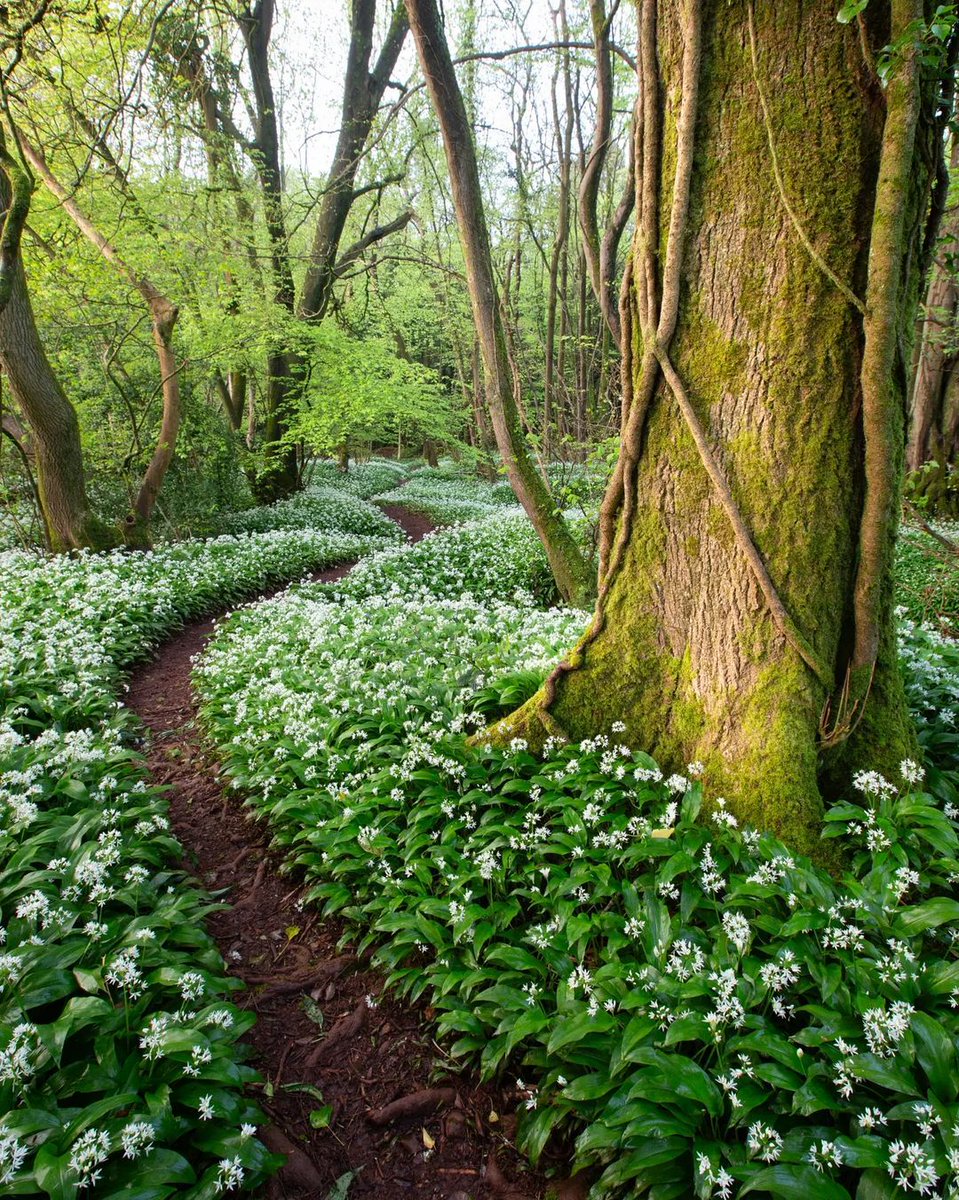 forestholidays's tweet image. A magical scene of wild garlic in the Forest of Dean.

Escape to the forest this spring: forestholidays.co.uk/offers/late-av…

📸 instajam1999

#forestryengland #forestofdean #visitdeanwye #wyevalley