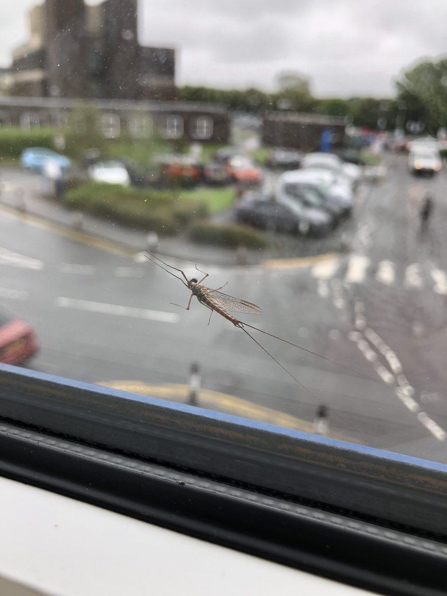 I was in hospital this week, feeling a bit gloomy. And then this little riverfly landed on my window. I like to think he was cheering me on, in return for my fight for better river health 😊