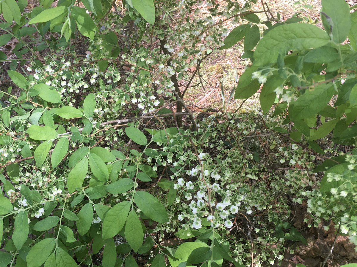 FernHoller's tweet photo. @GNPSociety … Hello … do you know the name of this small shrub which was in full dainty bloom on May 2, growing wild in #ellijay #northgamountains ? https://t.co/4o3Uh1ZWP1