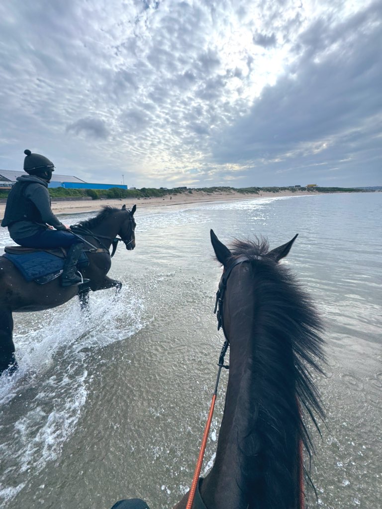 EmilyJRF's tweet image. Friday Feeling ✨
Morning trip to the beach for Brian and Mallpw ❤️