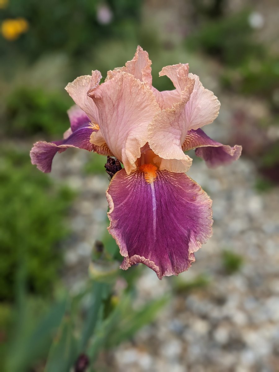 Gorgeous iris from @IrisesSeagate brightening up a dull morning. 😎 Looking stunning in the front garden 🤩