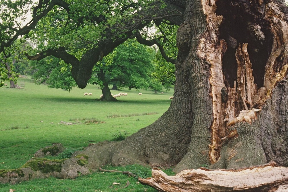 Listen to West Midlands Deputy Director Emma Johnson on @BBCSounds talking about the newly named and extended Moccas Park and Gillian's Wood #NationalNatureReserve in #Herefordshire helping to protect ancient woodland. Listen: bbc.co.uk/sounds/play/p0… #NNRWeek @AncientTreesATF