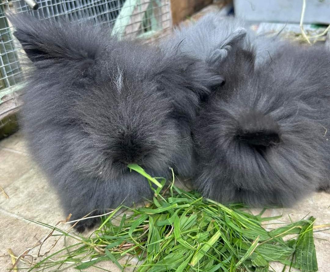 Meet Yeti, an adorable double lionhead rabbit. He's vaxed, neutered and looking for a home. Did we mention he also has 5 brothers? How much floof can you manage? animalrescueandcare.org.uk/adopt-a-rabbit/