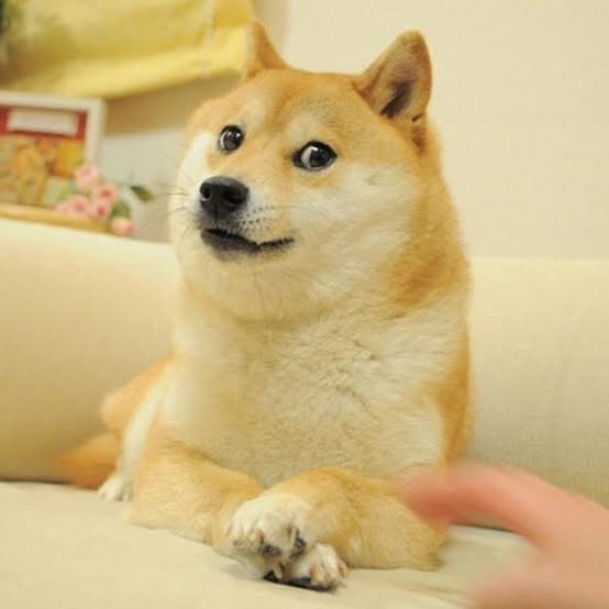A female Shiba Inu known as Kabuso has sadly passed away. The Japanese dog was famously known for being the sensational Doge internet meme. She'll be sorely missed. 😭 RIP Doge. 🥺