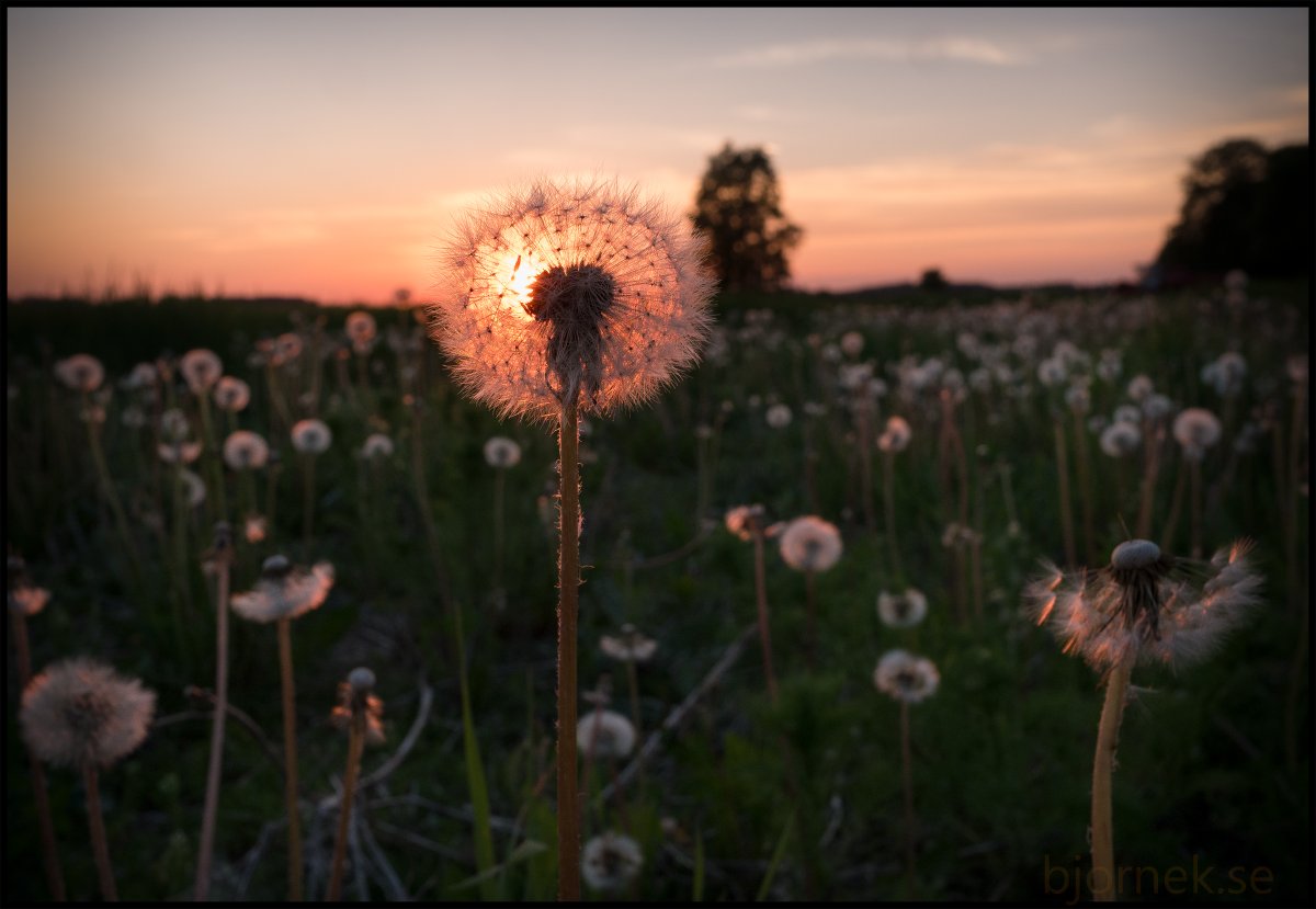 bjorns_foto's tweet photo. Dandelion inflorescence. I took this photo in Sweden.
#NaturePhotography #sverige #flower #flowerphotography #blomma #naturelovers #nature #maskros https://t.co/8xbGC398zK