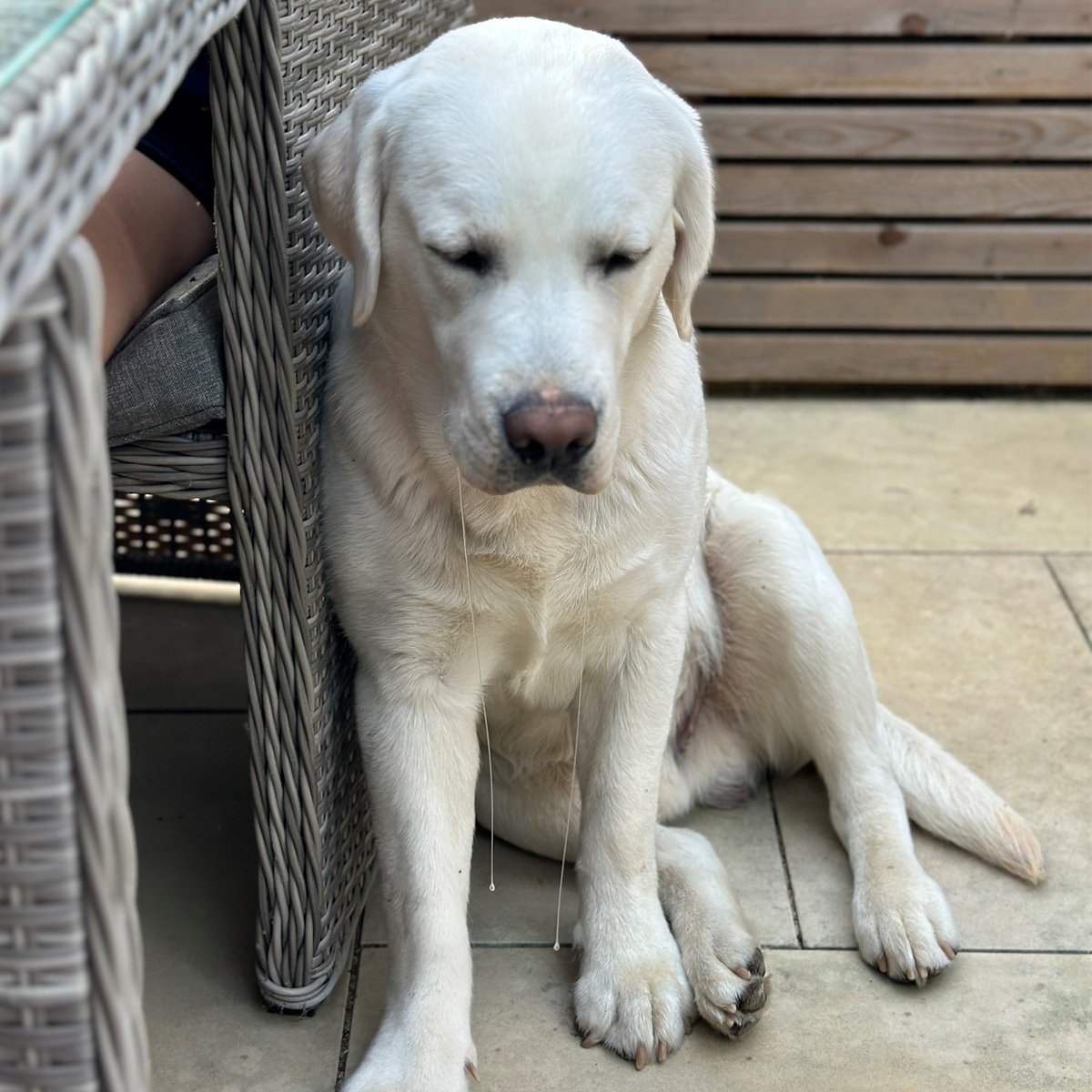 Swallow_MC's tweet photo. Quick Reggie update! 🐶 

Reggie turned one! 

He’s on his third pair of Chris’s sunglasses and loves AirPods. 

Luke’s black trousers got a polar bear hug from Reggie. (Sorry, Luke!) 

But hey, we wouldn't change him for the world! Stay tuned for more Reggie updates! https://t.co/2TumhL30WD
