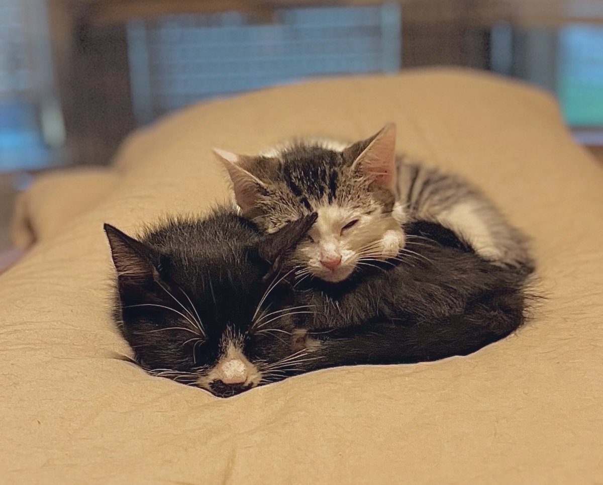 Cuddle bugs. These two are larger than life when they’re playing, and so teeny tiny when they curl up to sleep! #Kettle #Butter #Kittens #CatsOfTwitter