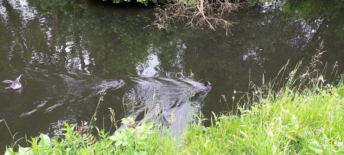 bertriksikken's tweet photo. Moeder meerkoet zet kreeft op het menu vandaag https://t.co/GLGi9MhIKW