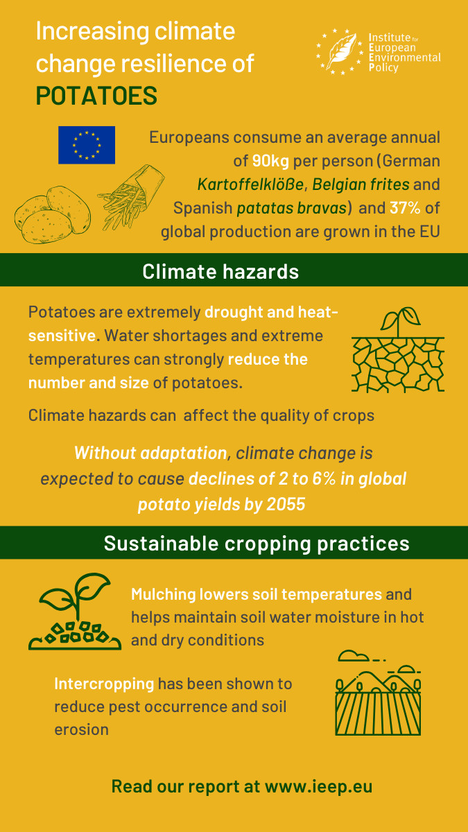 🥔Potatoes are highly vulnerable to drought & heat, facing heightened climate risks. Sustainable practices can enhance resilience in potato crops See more in our latest report on #sustainableagriculturalpractices for potato, wheat, and olive production ⬇️ ieep.eu/publications/i…