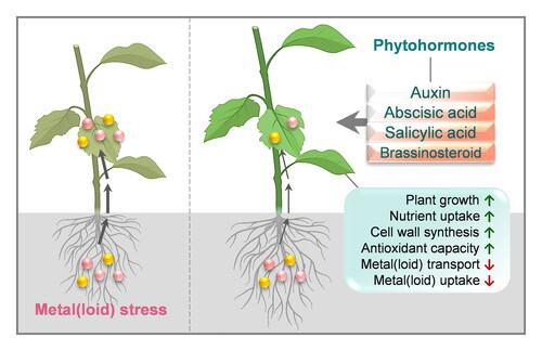 Review by Dai et al. @CREST1970 @tandfonline Roles of #phytohormones in mitigating #abiotic stress in plants induced by #metal(loid)s As, Cd, Cr, Hg, and Pb tandfonline.com/doi/abs/10.108… #PlantSci @MelatoninPlants @sci_plant @PlantRedox @Scieducation1 @plantnews_bot @agomezcadenas