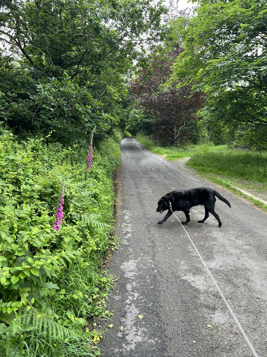 Every year we dog sit our ‘granddog’ Lola while her family are away on holiday. She’s always had a whale of a time running on the beach but now she’s blind and can’t walk far so can only manage a few 5 minute trots up the lane. She stinks but we love her