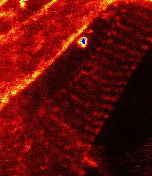 Elisa D'Este (@elisadeste) on Twitter photo These days mark the #10Years anniversary of the #SiR-Actin and tubulin paper by <a href="/AndImaging/">Chromatin labeling and imaging</a>. Will never forget the very first image we acquired in neurons with some beautiful actin rings 😀 here it is! nature.com/articles/nmeth… These days mark the #10Years anniversary of the #SiR-Actin and tubulin paper by <a href="/AndImaging/">Chromatin labeling and imaging</a>. Will never forget the very first image we acquired in neurons with some beautiful actin rings 😀 here it is! nature.com/articles/nmeth…