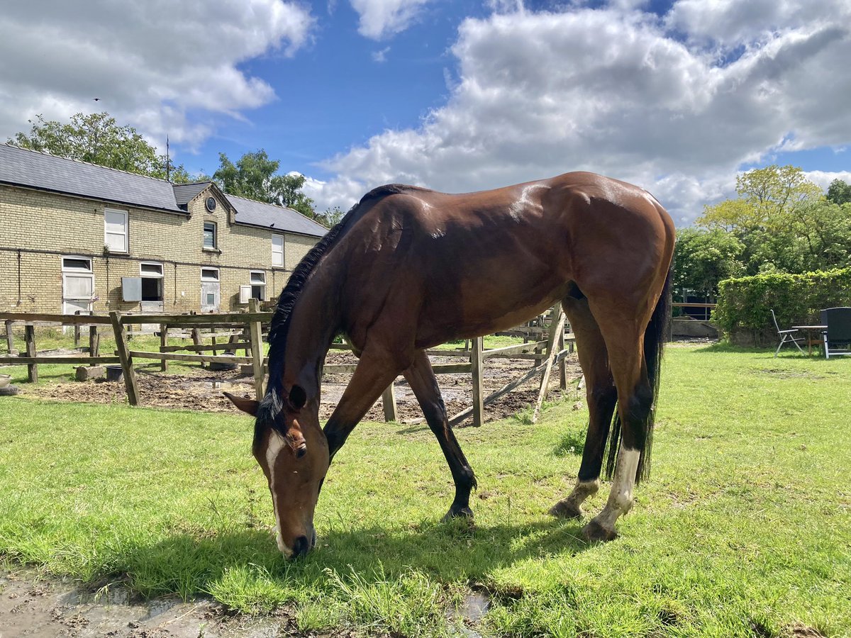 It’s taken a while for the promised sunshine to arrive in Newmarket today, but finally we’re getting there. Chilly enough early on, 8 degrees, but a more pleasant 16 by the end of the morning. Forecast high 18 #HiddenPearl #Duchess #MrsMaisel #DasKapital