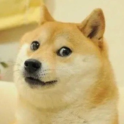 Doge Coin (Based off Kabosu) - 23 Billion Marketcap 

Shiba Inu (Based off Kabosu) - 14 Billion Marketcap  

Kabosu - 8.2 Million Marketcap  

One of these seems extremely undervalued to me.