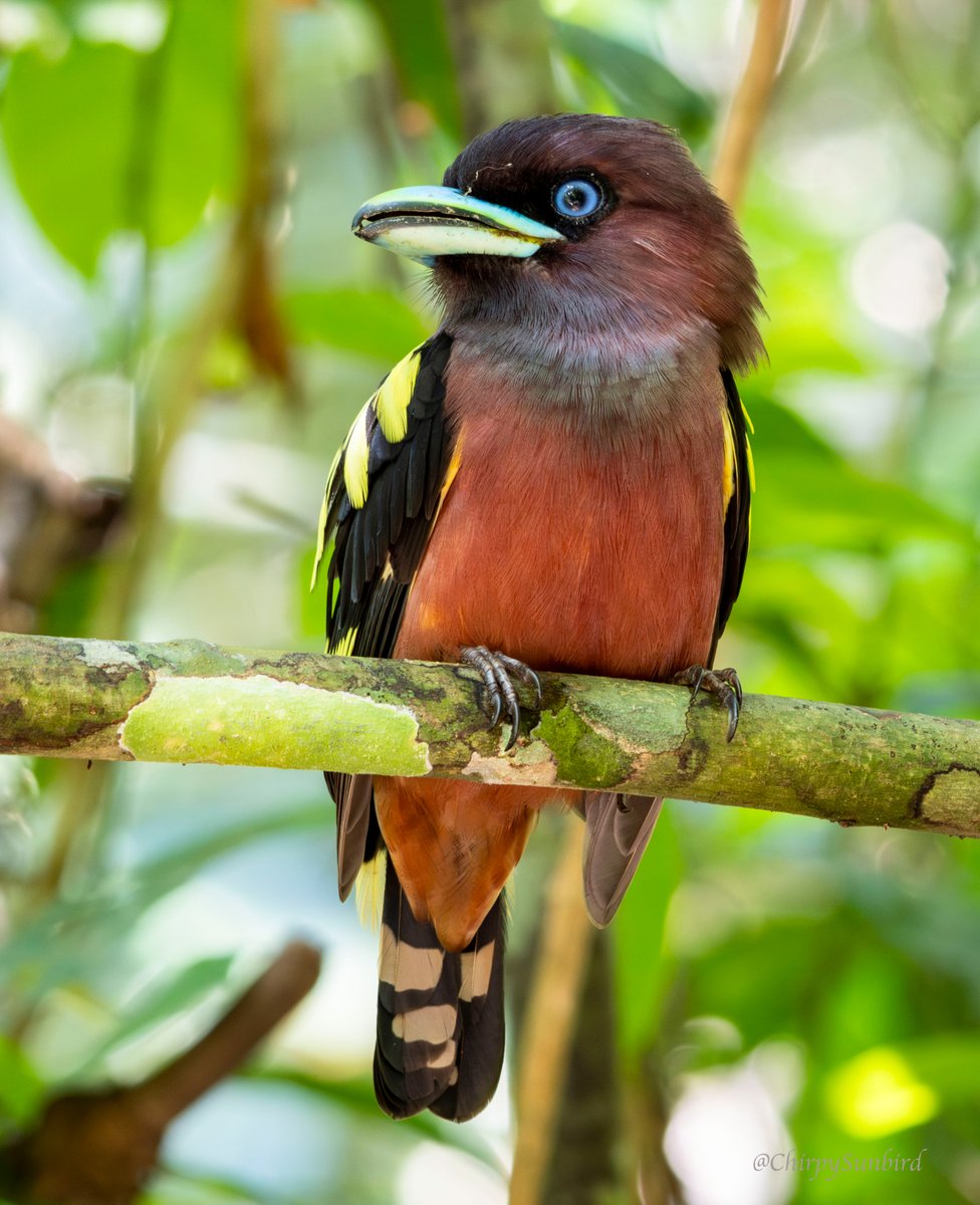 Banded Broadbill at Kaeng Krachan National Park, Thailand. #BirdsSeenIn2024 #birds #birdwatching #birding #naturephotography #TwitterNatureCommunity #birdphotography