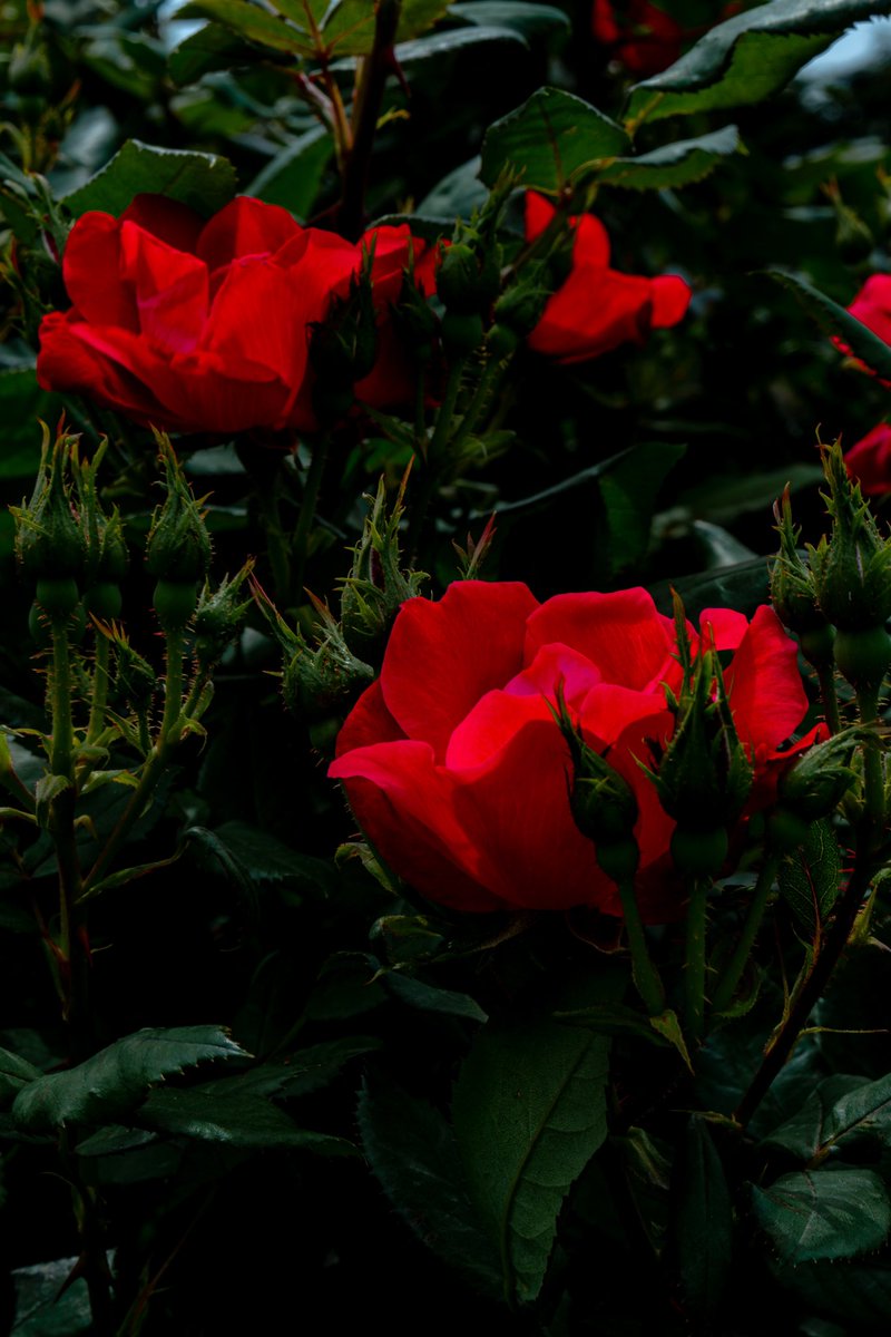 真っ赤なバラ…
主張は、わざとらいしかな？
#α7C2