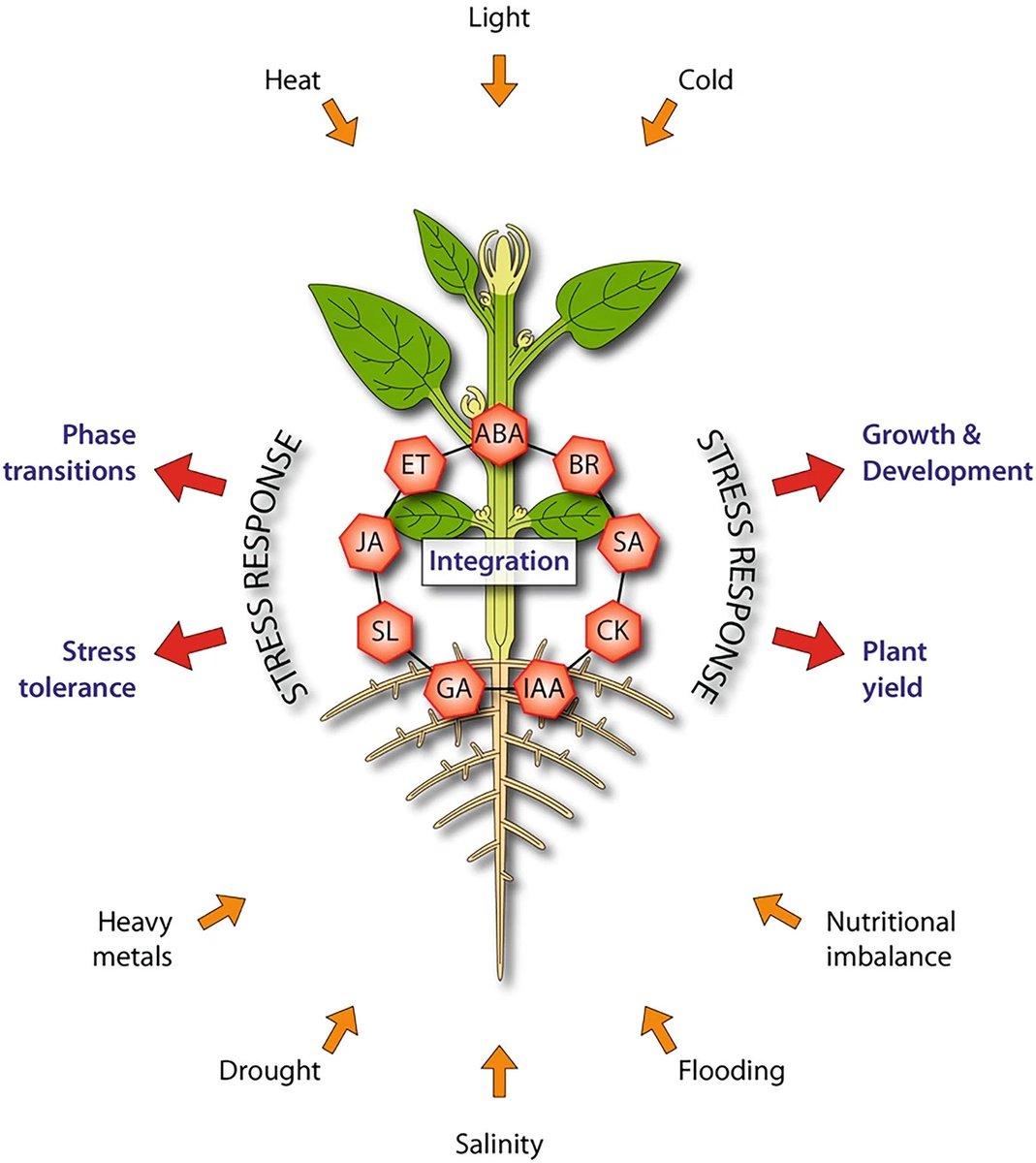 Review by Ortega-Villaizán et al. @CBGP_Madrid @SpringerEnviro @La_UPM @INIA_es Plant #Hormone Crosstalk Under #Abiotic Stress Conditions link.springer.com/chapter/10.100… #PlantSci @plantstressadap @CebasPlant @agomezcadenas @Recrop22157 @stressbiology @StressPlant @cyi12 @DeyangXu_CN