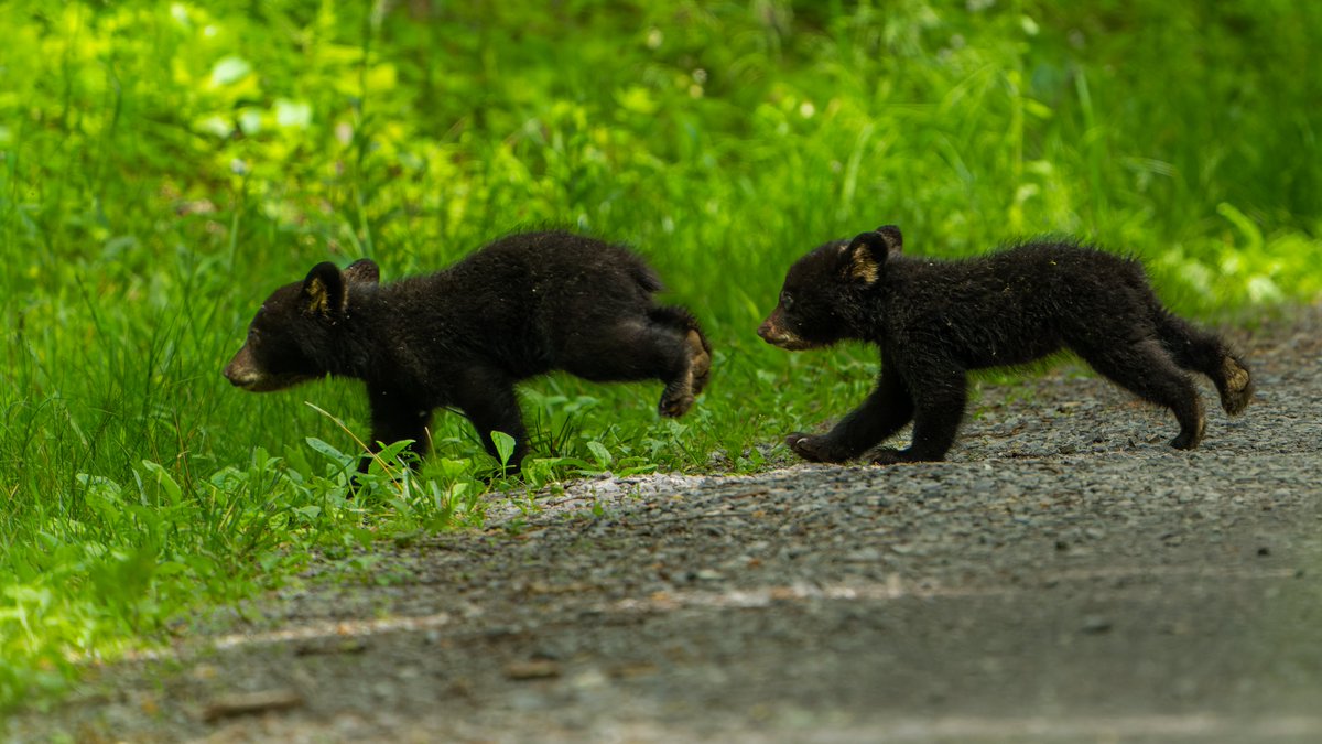 Momma Bear checking on her cubs, and off they go deeper into the woods. Great Smoky Mountains National Park #photography #NaturePhotography #wildlifephotography #thelittlethings