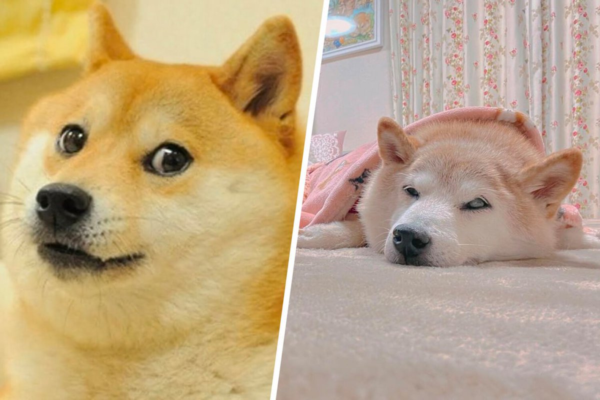 😭 Kabosu meme dog has died

A Shiba Inu dog who became famous for Doge memes and the Dogecoin cryptocurrency has died at the age of 19. 
Kabosu had leukemia and the iconic photo that made her famous was taken in 2010.

Kabosu will remain in our hearts forever