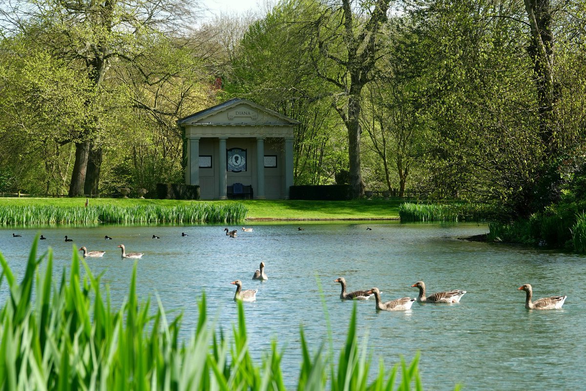 Ducks and geese on the Round Oval lake @AlthorpHouse captured by Adey, our Conservation Manager.

Tickets for Althorp House opening 2024 are available for purchase on our website. 

Please visit our website for more information, pricing and FAQs. 

althorpestate.com