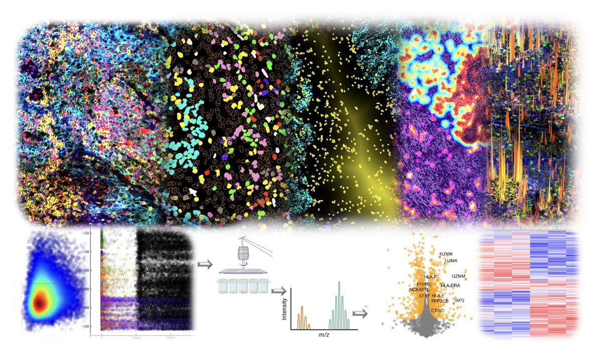 Excited to share our study on BioRxiv! We developed a spatial proteomics approach combining multiplexed imaging & deep visual proteomics to profile tumor-immune interactions. Discover how our findings can inform new immunotherapy targets and strategies!
🔗 doi.org/10.1101/2024.0…