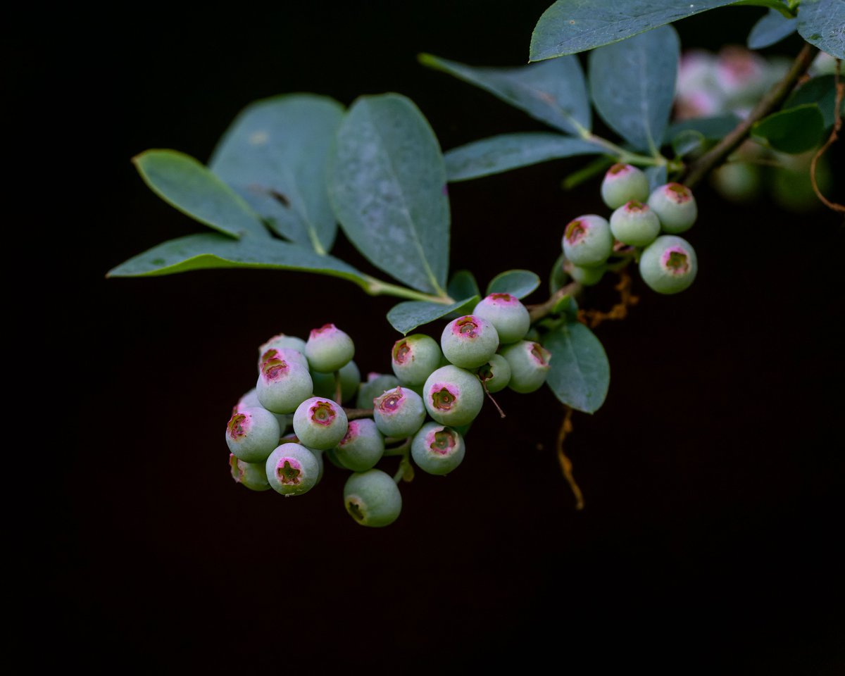 The blueberries are coming along well and will be ready to pick soon. #photography #NaturePhotography #thelittlethings