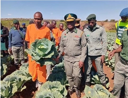 The Zim Prisons & Correctional Svcs @ZPCS_PR is complementing Govt’s efforts in promoting food security through horticultural production. The institution is earning 1000s of dollars fm the production of:- 🌲Onions, 🌲Vegetables, 🌲Cabbages, 🌲Tomatoes & 🌲Pumpkins #Wosvora