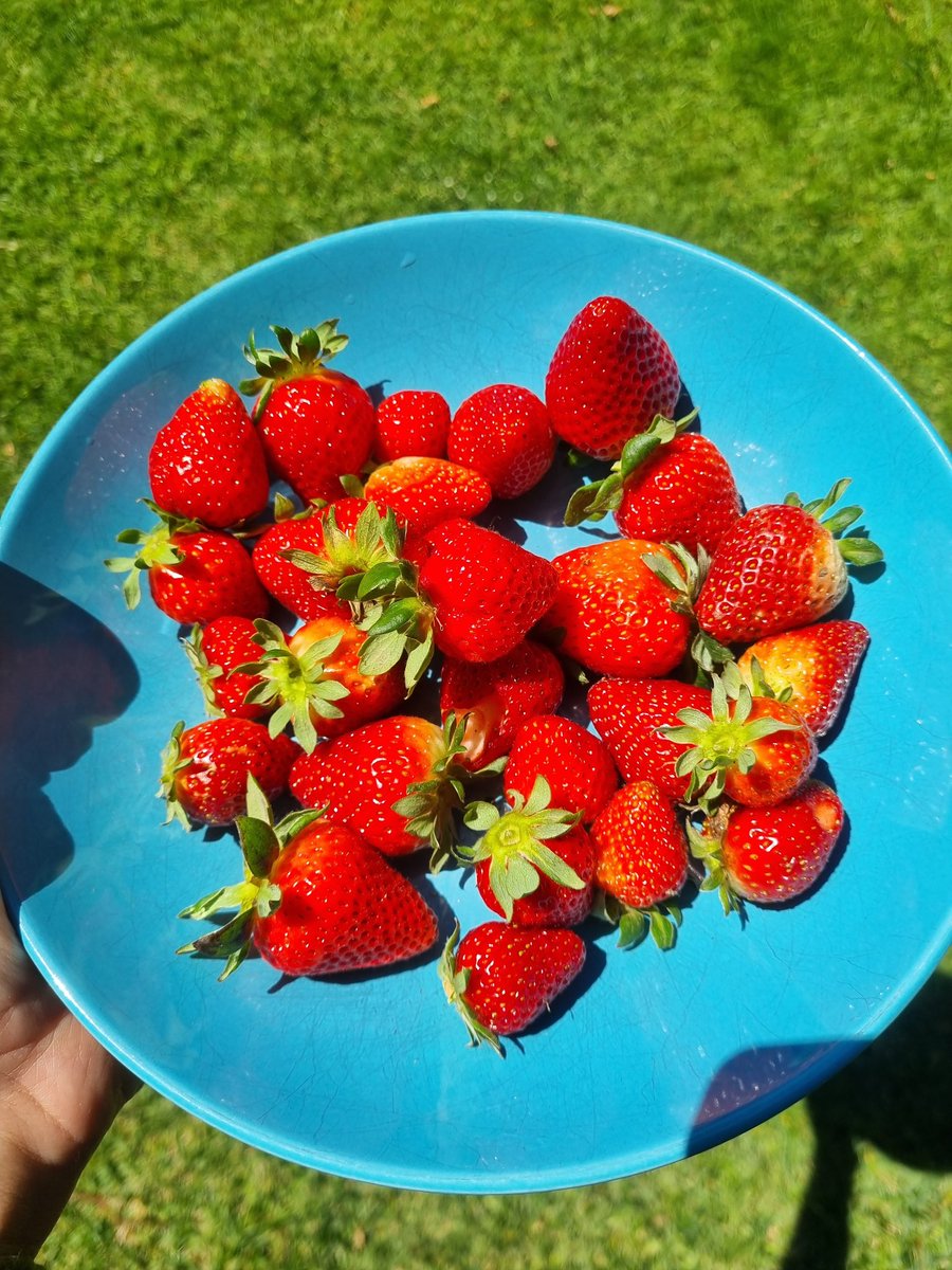 Estoy flipando con las fresas de este año. 
#cosechapropia.