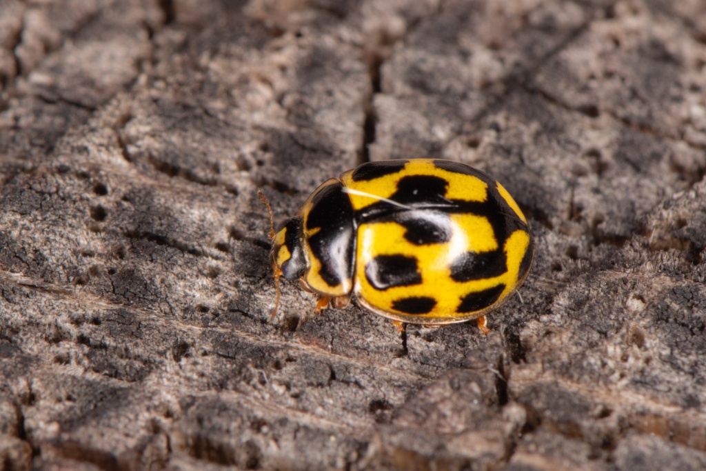 Small, yellow and sporting square spots, the 14-spot Ladybird is now on the move 🐞 Look out for this colourful insect now in parks, gardens and grasslands near you. Spotted one? Share your #NELadybirdSpot sighting -> ow.ly/5Tjh50ROxTM 📸Chris Wren