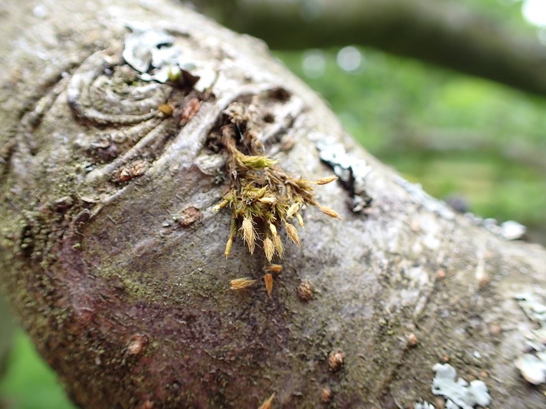 An unexpected find: the scarce moss Lewinskia speciosa on an apple tree in Wolverhampton a few days ago.