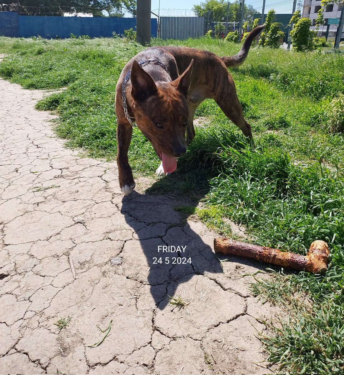 Hello, friends! 🐶 Woof. woof. 🐶 Good #Friday, everyone. Our parents' hard work week is behind us, so now they can have fun with us this weekend.✨️☀️ Let's get the balls 🥎 and toys 🧸ready.
#DogsOfX #XDogs #AST #Amstaff #HappyDog