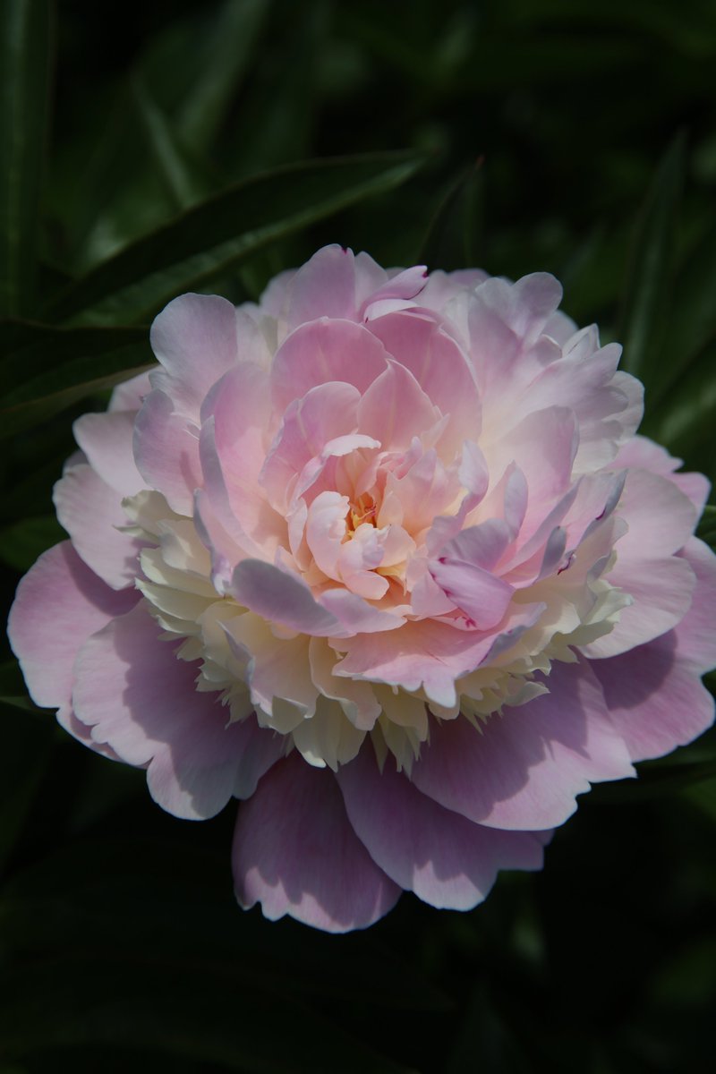 Chinese Peony 😊

#Photography #Flowers #ChinesePeony