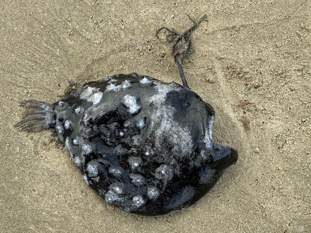NEWS: Beachcombers Discover Rare, Deep-Sea Anglerfish Washed Up on Oregon Coast bit.ly/4aspI7y