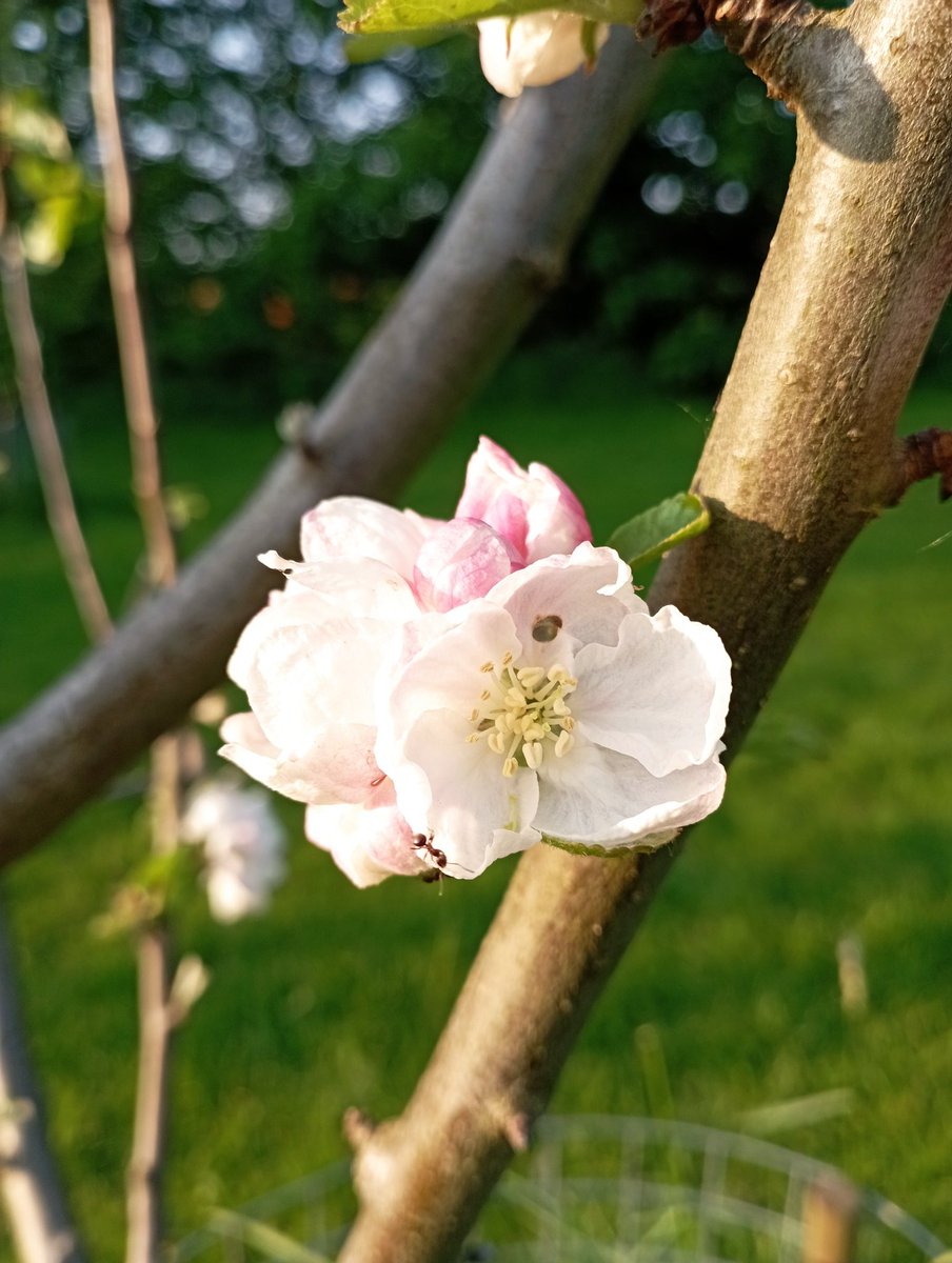 The apple blossom of the Wakefield variety 'Sharlston Pippin'