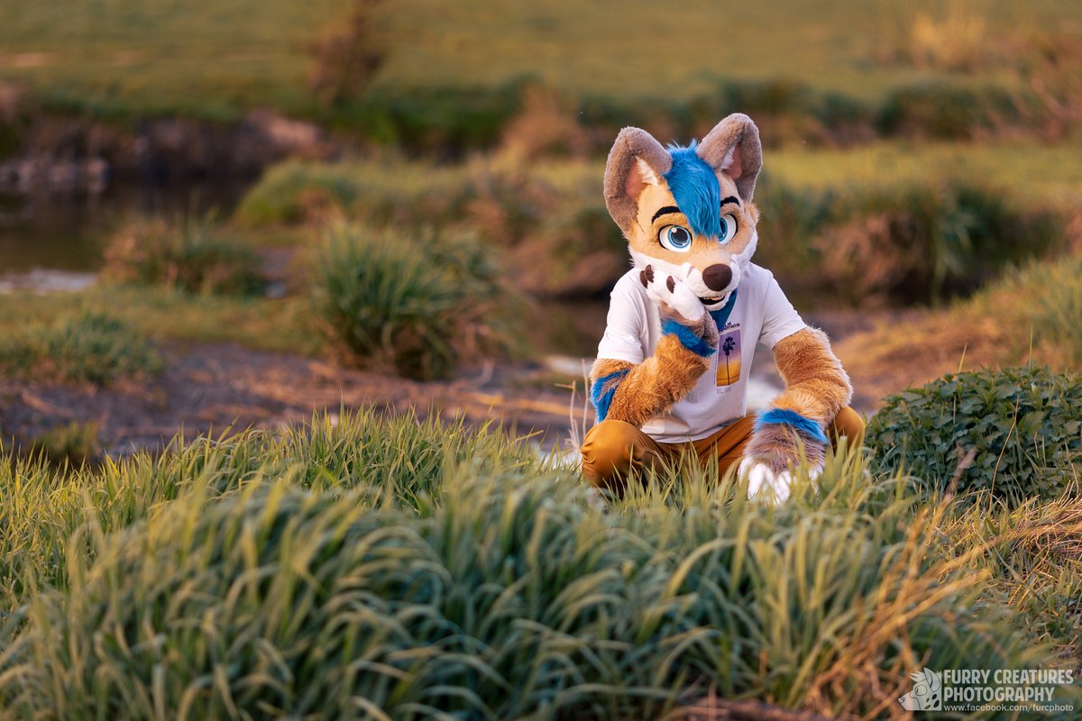 This wild shiba just spotted you! What will you do?
#FurryFriday

📸<a href="/FurCPhoto/">Furry C. Photo</a>