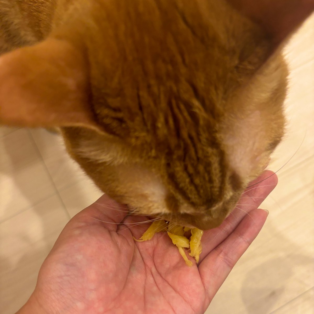 猫氏、台湾パイナップルが甘いおかげで新しい世界を知る（但し、食べるの下手）