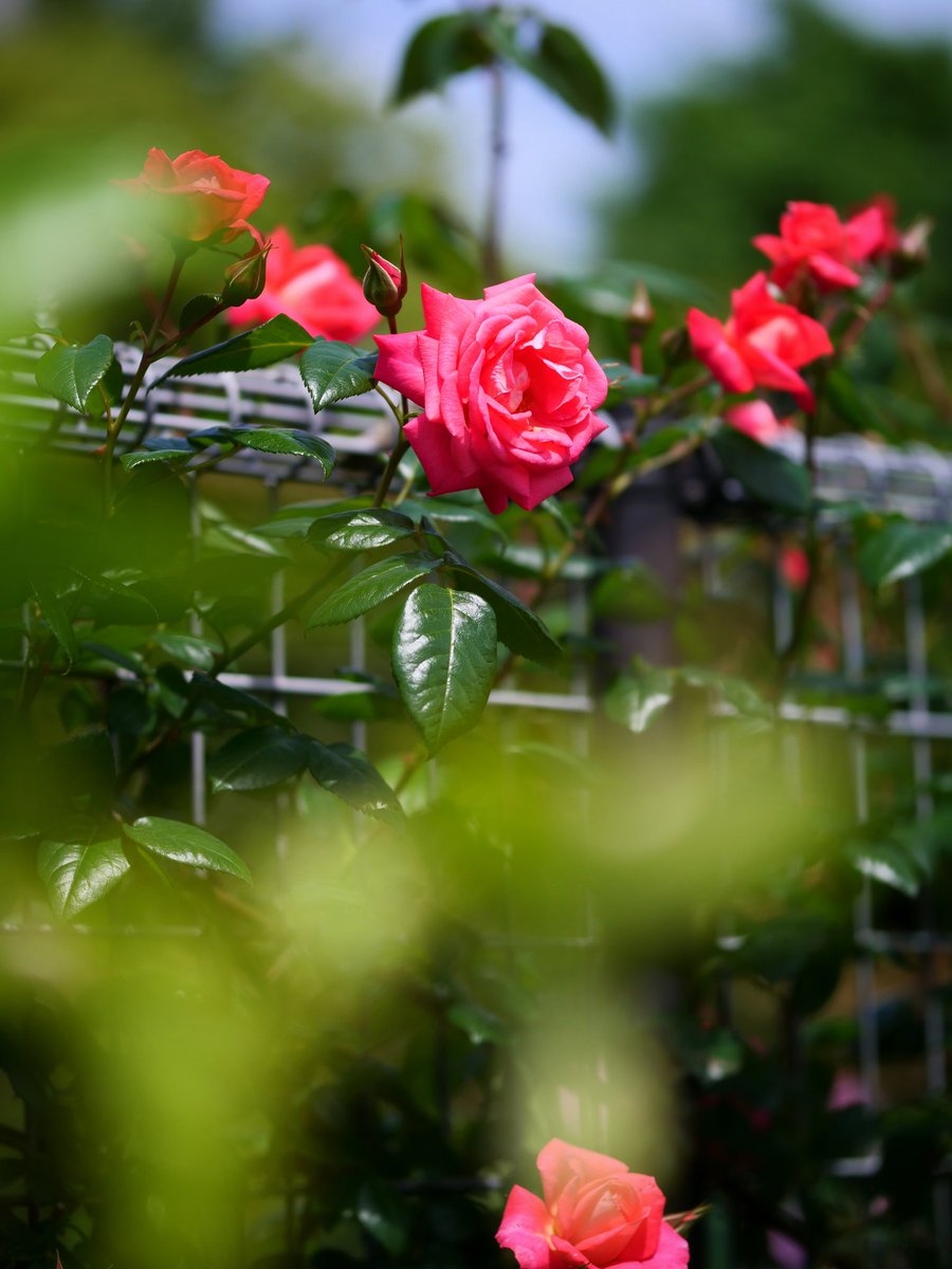 谷津バラ園🌹
#薔薇2024
#花好きな人と繋がりたい
#flowerphotography
#ふぉと
#lumixg9