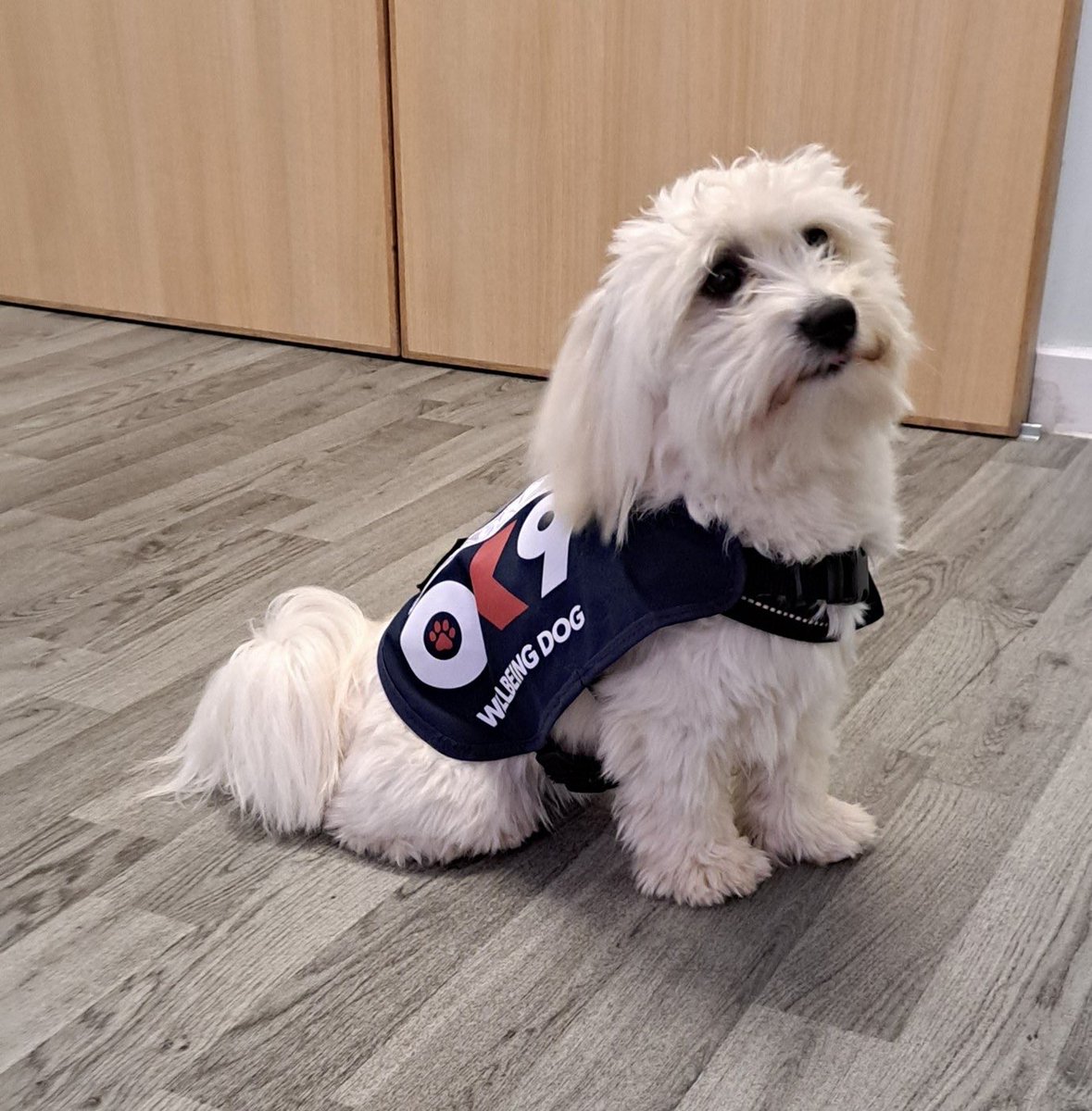 Meet Mutley! Please welcome this little lad who is ready to bring a huge amount of ❤️ to our hardworking colleagues at @bedspolice as the new @OscarKiloUK Wellbeing Dog! Look out for him or request a visit is the Wellbeing Team. 🥰👍😊🐾 #wellbeing #dogs @MatWaters587400 #dog