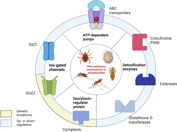 Here is our latest on potential resistance mechanisms to ivermectin in ectoparasites link.springer.com/article/10.100… Nice work by @JFurnivalAdams, Andre Sagna @CKiuru Karine Mouline @MartaFerreiraM2