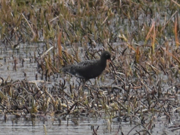 A Spotted Redshank has just been confirmed in Aleutians West Census Area Borough, Alaska! (CODE 4) ebird.org/checklist/S176… Photo: Joe Cleaves #ABARare #birding