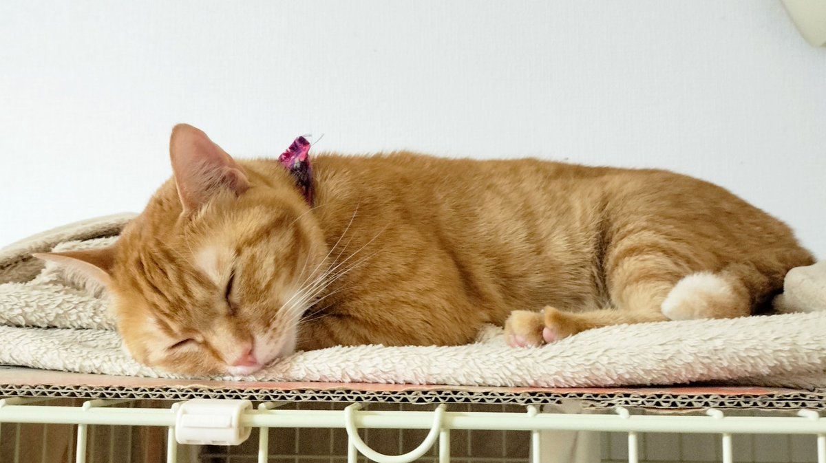こんばんにゃ、こなですにゃ😽 暑かったですにゃね☀ くたくたですにゃ💦 もう寝ますにゃよ、おやすみなさいですにゃ💤 #茶トラ #猫のいる暮らし #猫好きさんと繋がりたい #cats #CatsOfTwitter