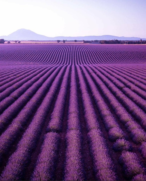 Campo de lavanda en Valensole (Francia)