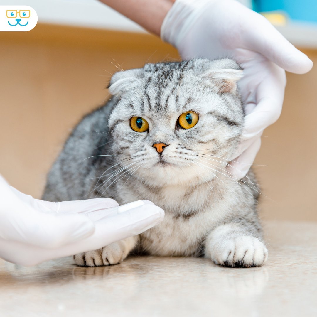 Making vet visits stress-free for your cat is our priority! 😺🏥 Our team uses gentle handling techniques and calming environments for a relaxed experience. Trust us to make your cat's visit as comfortable as possible. #vieravet #CatCare #CatHealth #VeterinaryServices